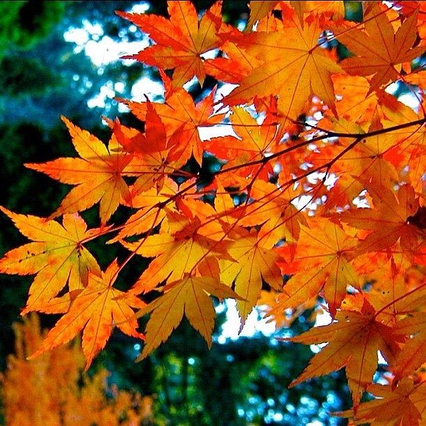 Tree Photograph - Orange Maple Leaves by Anna Porter