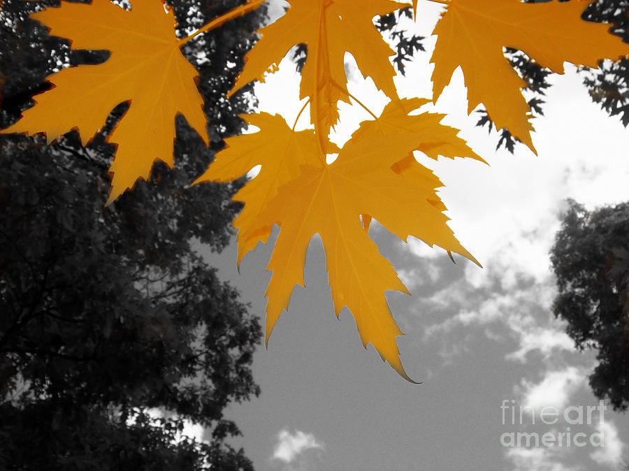 Orange Maple Leaves Photograph by Mary Mikawoz