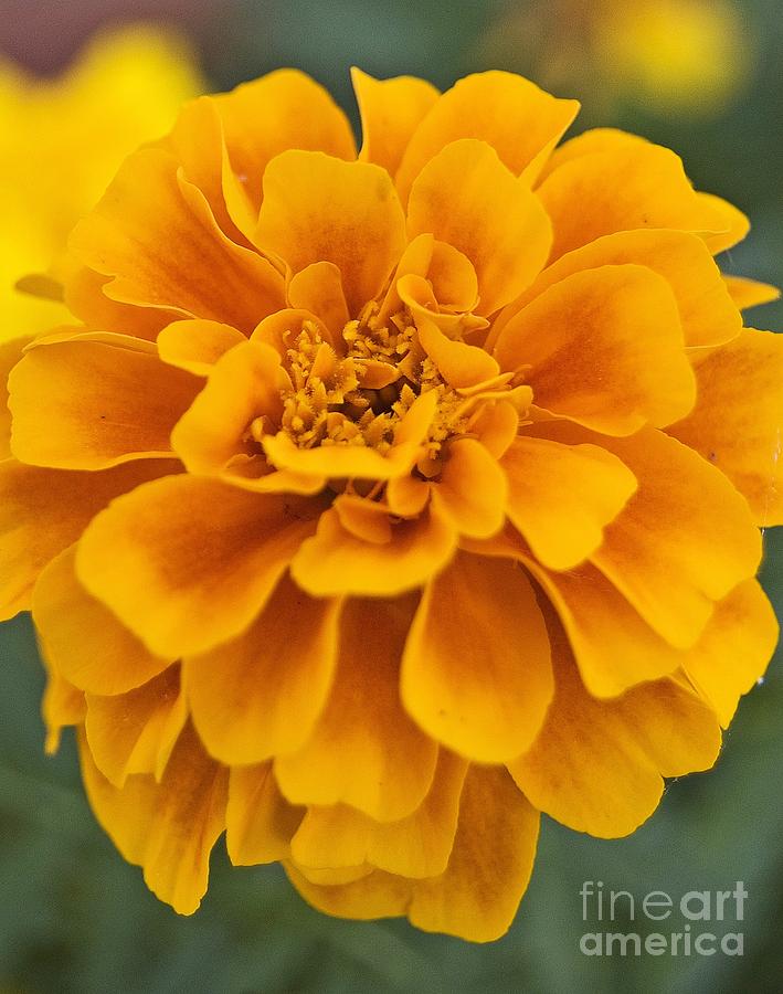 Orange Marigold Photograph by Danielle Scott