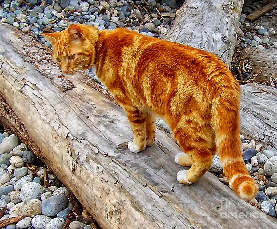 marmalade tabby cat