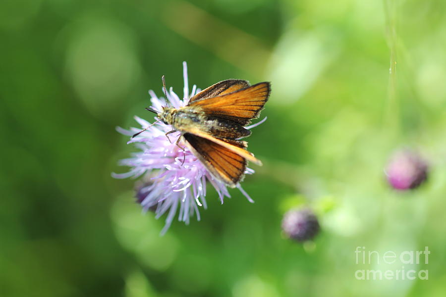 Orange Moth Photograph by Donna L Munro