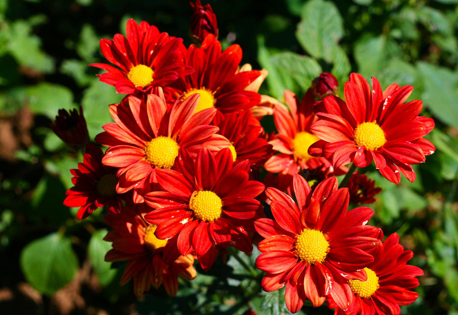 Orange mums Photograph by Sonia Rodriguez - Fine Art America