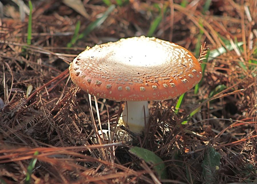 Orange Mushroom in Forest Photograph by Jeanne Juhos