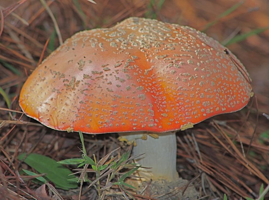 Orange Mushroom in Woods Photograph by Jeanne Juhos
