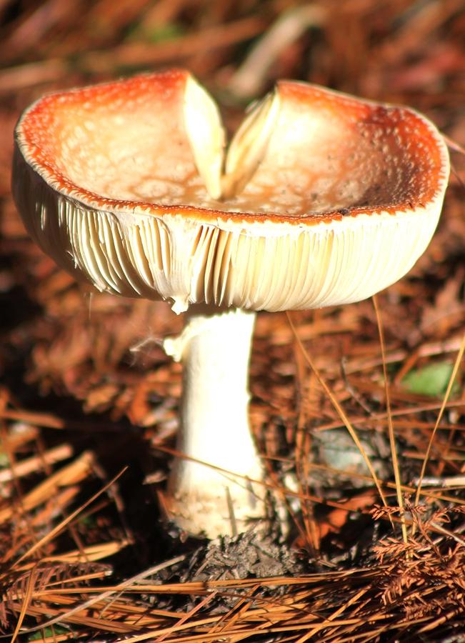 Orange Mushroom  Photograph by Jeanne Juhos