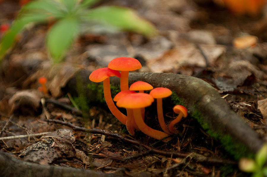 Flower Photograph - Orange Mushrooms by Paul Mangold