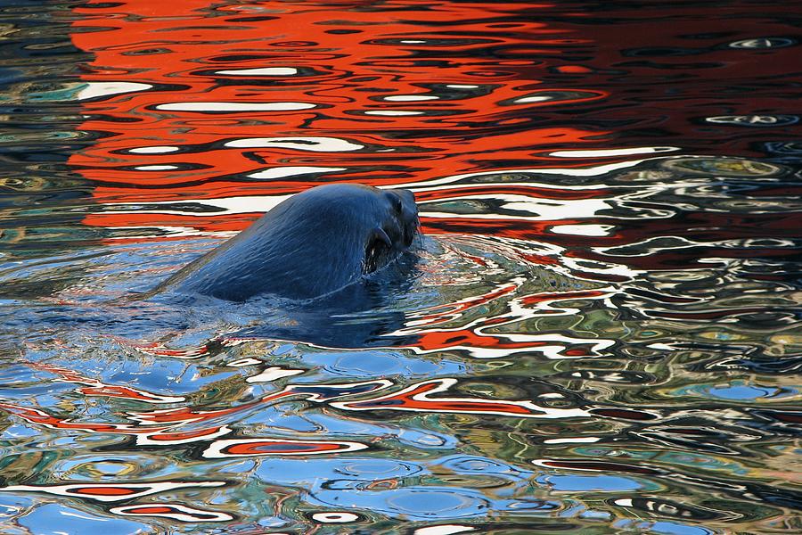 Orange Oiled Seal Photograph by Andrew Hewett