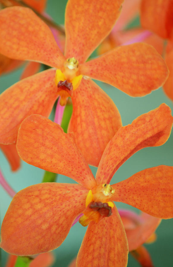 Orange Orchid Photograph by Melanie Moraga