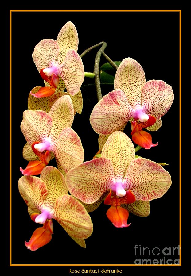 Phal orange. Фаленопсис Аморе оранж. Фаленопсис Orangina. Фаленопсис гриссини бабочка. Фаленопсис оранж.