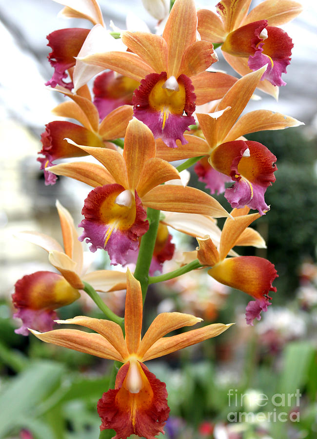 Orange Orchids Photograph by Debbie Hart
