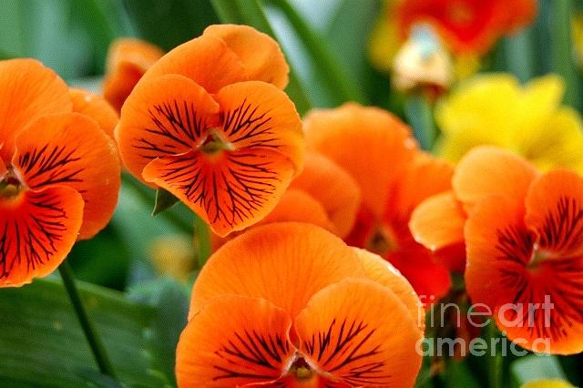 Orange Pansies Photograph by Danielle Scott