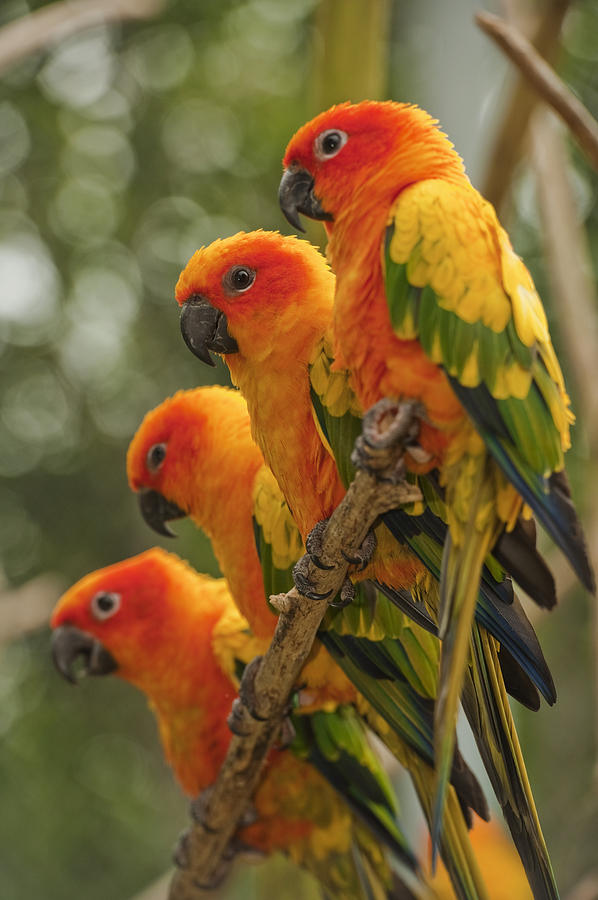 Parakeet Photograph - Orange Parakeets Chiang Mai Thailand by Stuart Corlett