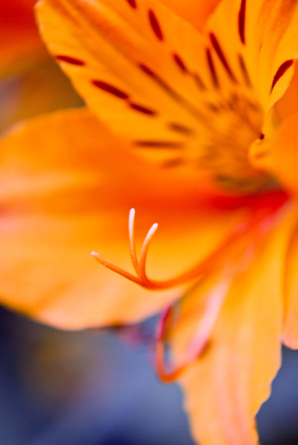 Nature Photograph - Orange Passion by Kimberly Deverell
