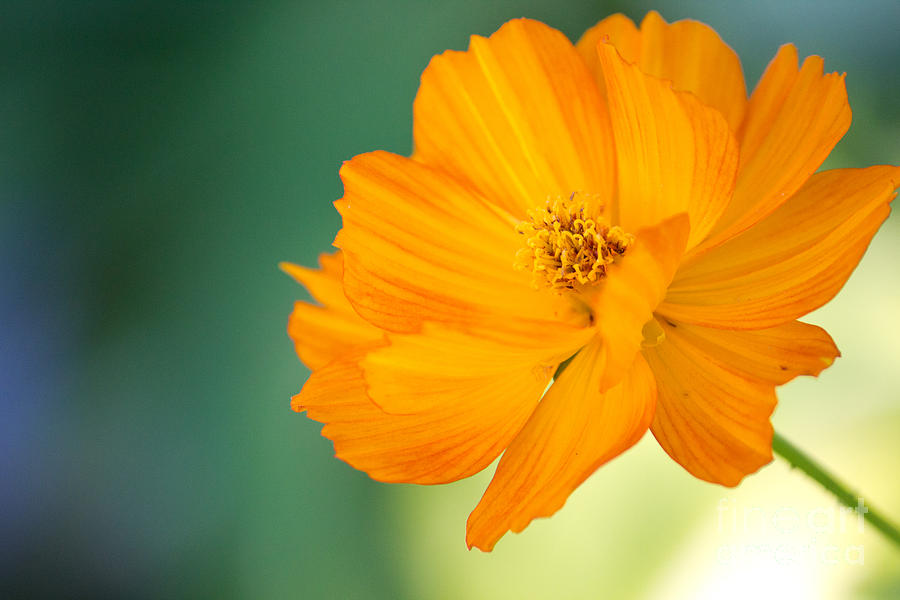 Orange pedals Photograph by Derek Pisieczko - Fine Art America