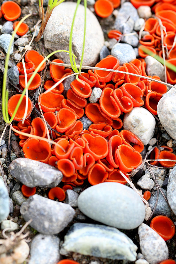 Orange Peel Fungus Photograph by Doug Lloyd - Pixels