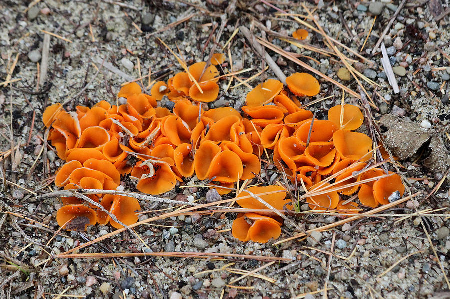 Orange Peel mushroom Photograph by Doris Potter