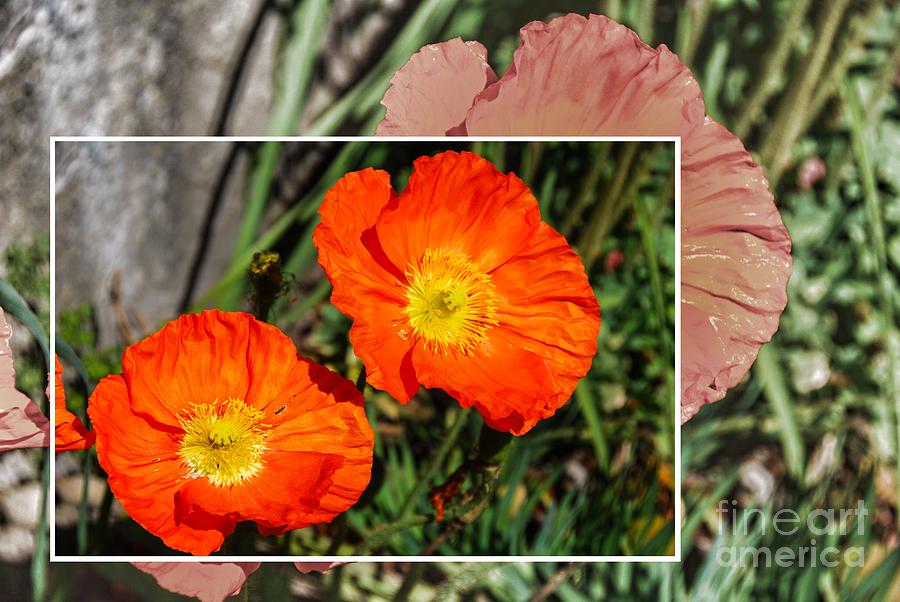 Orange poppies Photograph by Fran Woods