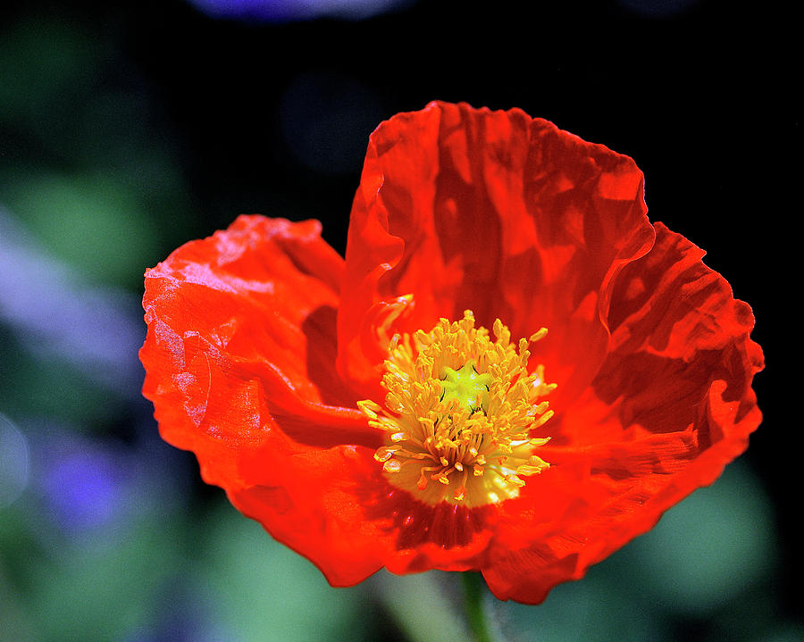 Orange Poppy Photograph by Bill Dodsworth