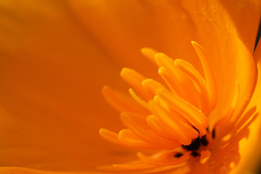 Orange Poppy Photograph by Marie Jamieson