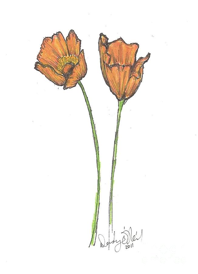 Orange Poppy Drawing by Wendy ONeil | Fine Art America