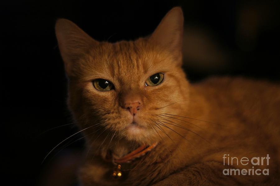 Orange Portrait Photograph by Lynda Dawson-Youngclaus