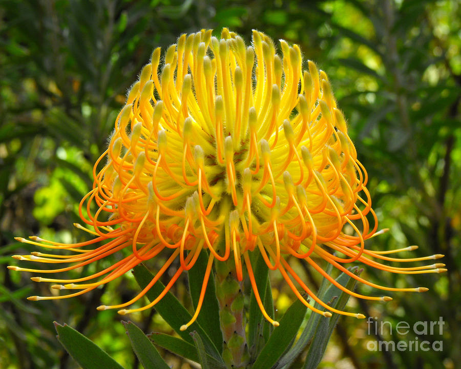 Nature Photograph - Orange Protea Flower Art by Rebecca Margraf