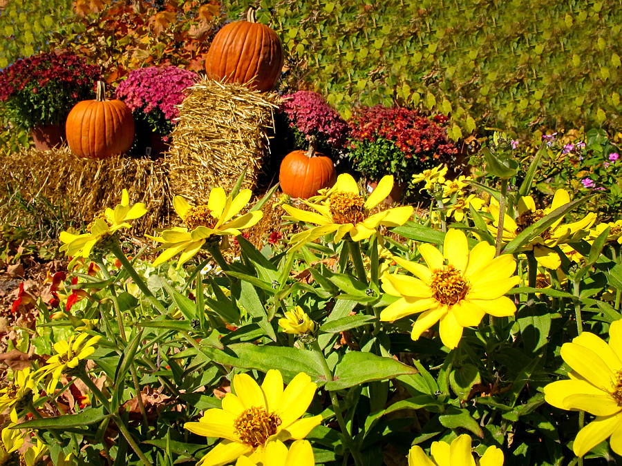 Orange Pumpkins and Yellow Daisies at a Farmer's Market Photograph by ...