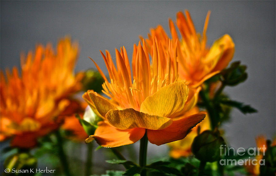 Orange Quills Photograph by Susan Herber
