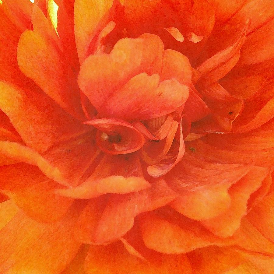 Orange Ranunculus Photograph by Amy Neal