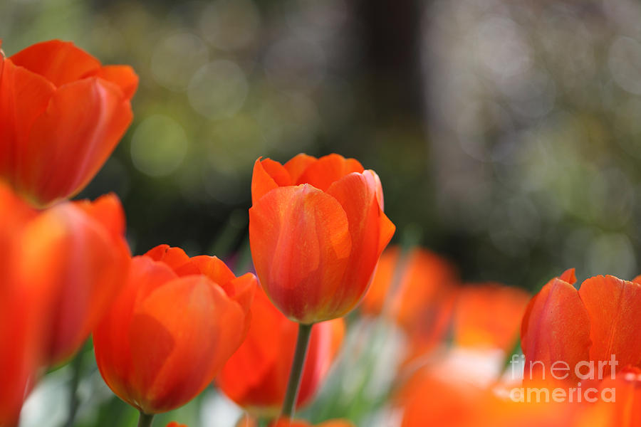 Orange red tulips Photograph by Nicholas Burningham
