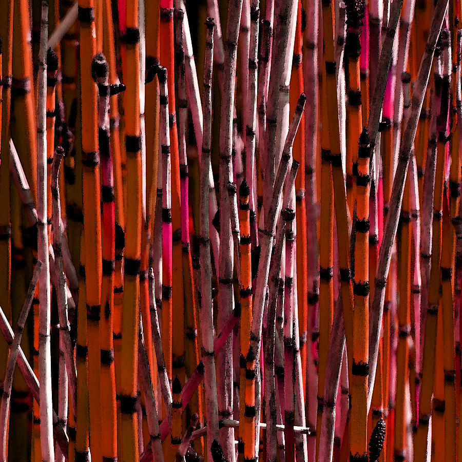 Orange Reeds Photograph by Bonnie Bruno