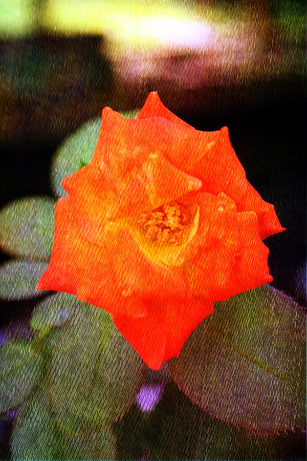 Orange Rose Blossom Photograph by Ester McGuire