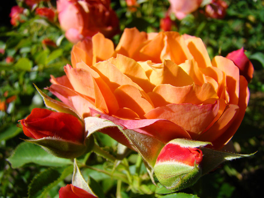 Orange Rose Flower Garden art prints Floral Photograph by Patti Baslee