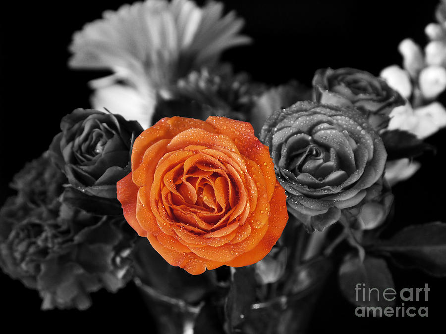Flower Photograph - Orange Rose by Nancie DeMellia