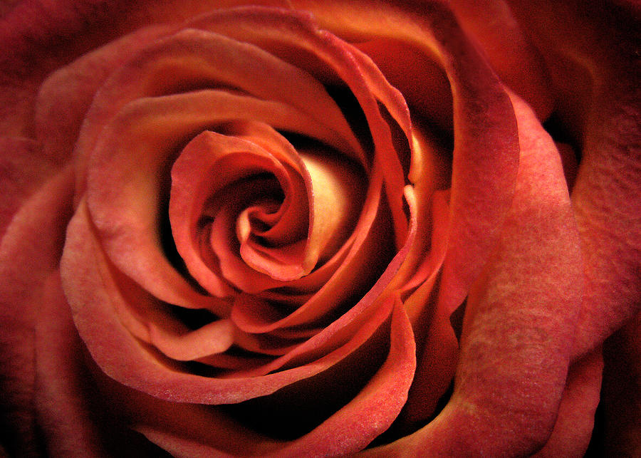 Orange Rose Photograph by Nancy Griswold