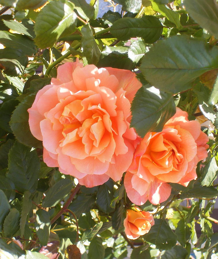 Rose Digital Art - Orange Rose by Sheba Goldstein