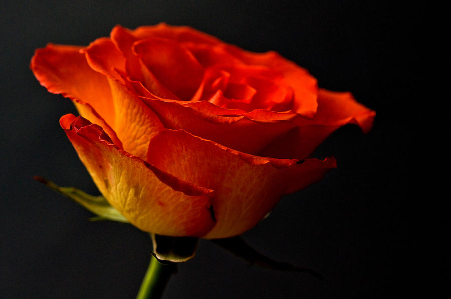 Hoa hồng cam là một trong những loại hoa đẹp nhất, đầy cuốn hút và lôi cuốn ánh nhìn của bất kỳ ai. Màu cam sáng tạo nên một không gian ấm áp, đầy sức sống. Hãy cùng chiêm ngưỡng vẻ đẹp độc đáo của những bông hoa này.