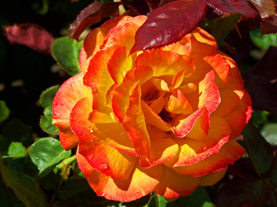 Orange Rose Photograph by Tikvahs Hope