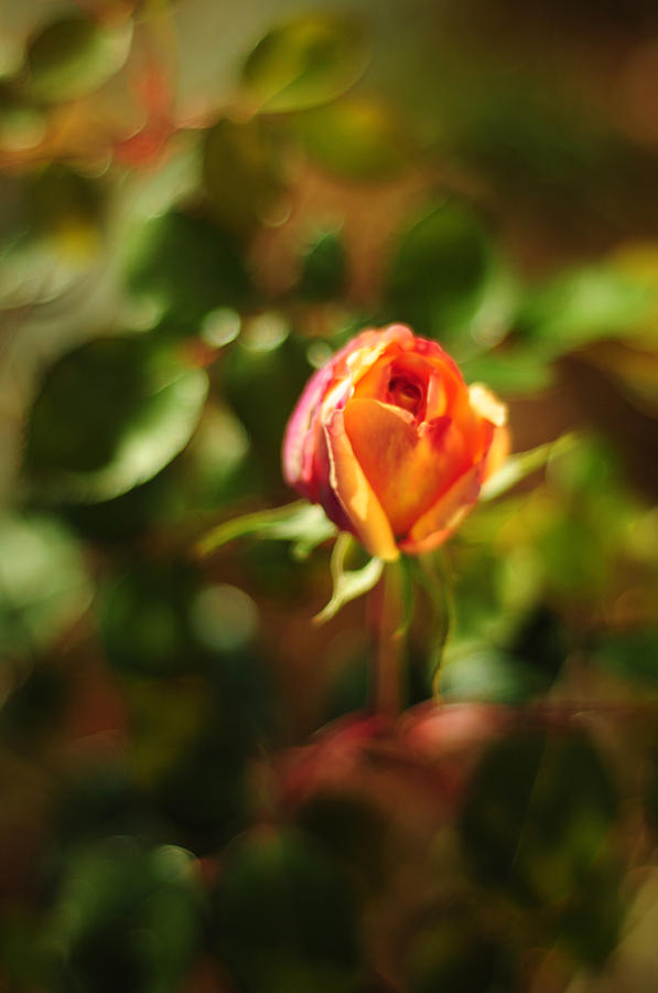 Orange Rosebud Photograph by Rebecca Sherman