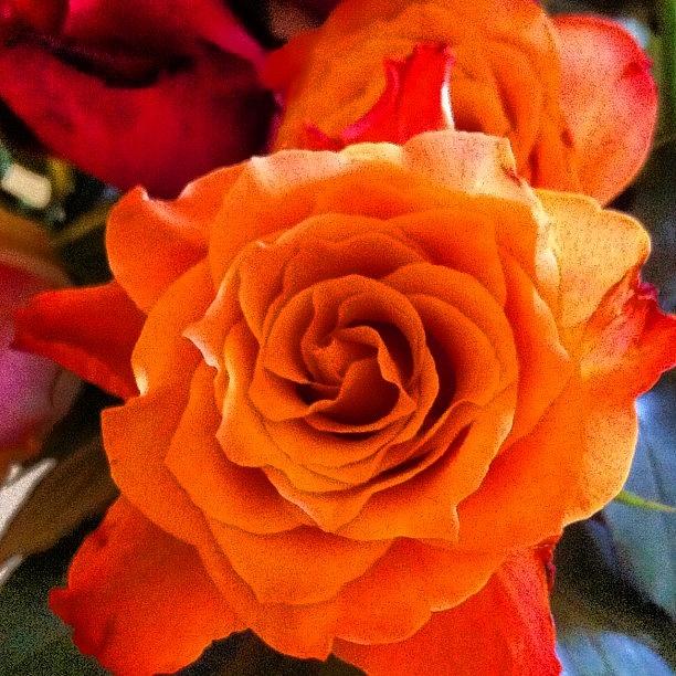 Rose Photograph - Orange Roses! #beautiful #flower #roses by Kiko Bustamante