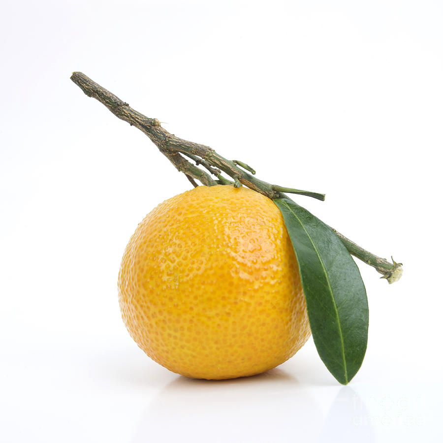 Fruit Photograph - Orange Satsuma by Bernard Jaubert