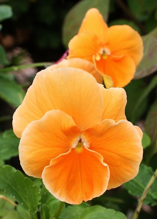 Orange Sickle Pansies Photograph by Bruce Bley