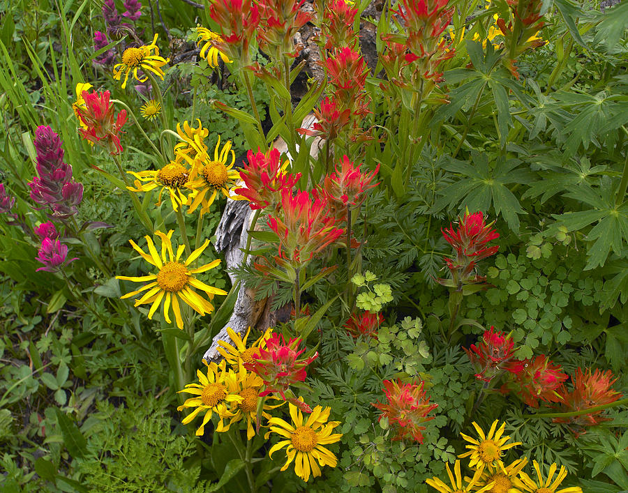 Orange Sneezeweed And Indian Paintbrush Photograph by Tim Fitzharris