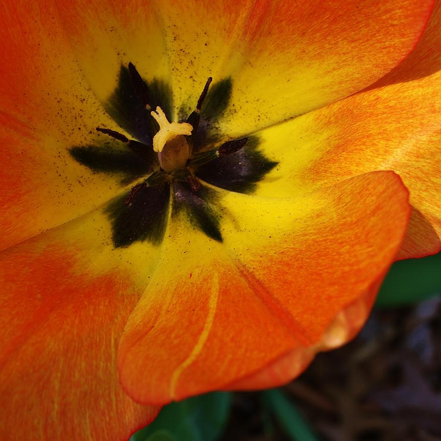 Orange Spectacular Photograph by Bruce Bley