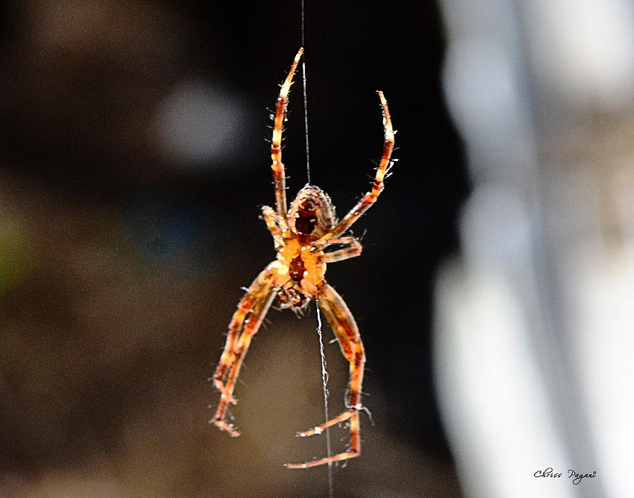 Orange Spider Photograph by Chriss Pagani