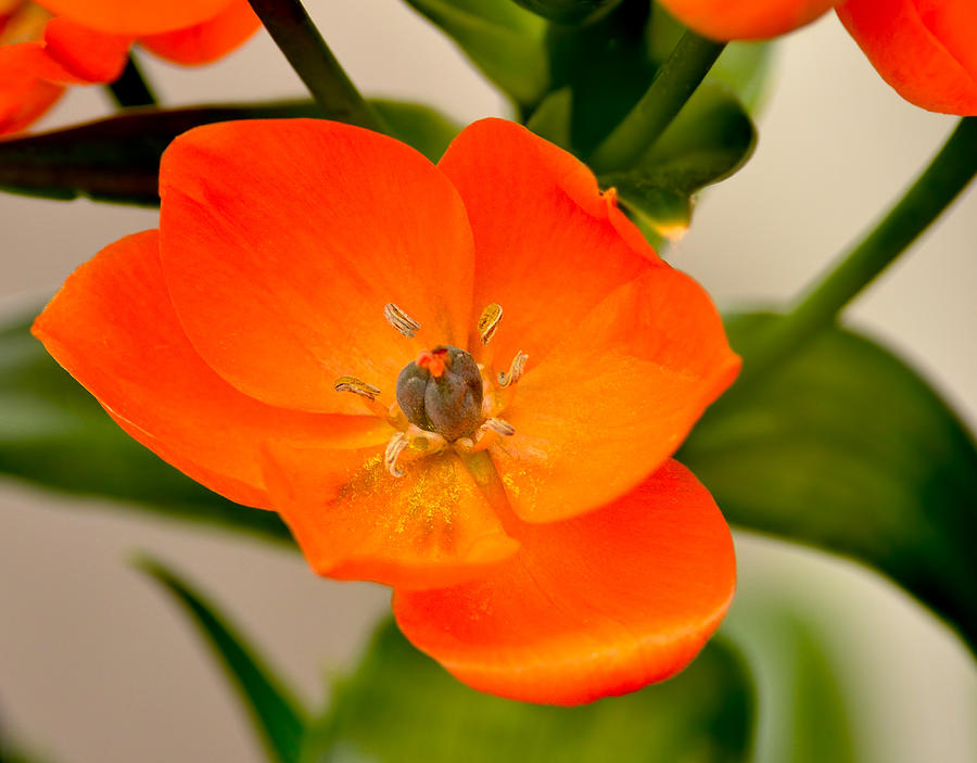 Spring Photograph - Orange Star   by William Jobes