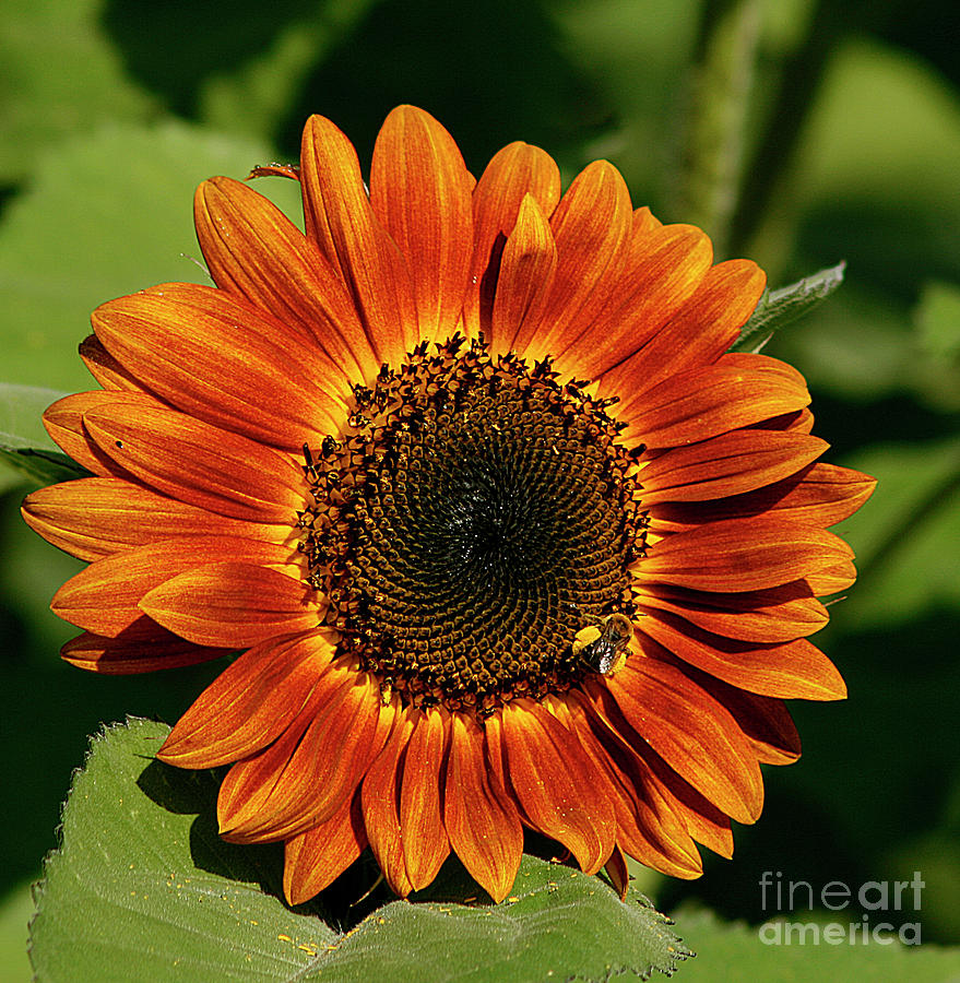 Orange Sunflower by Cindi Ressler