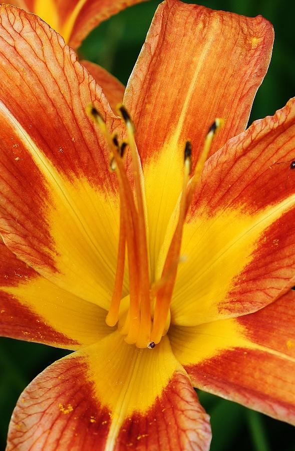 Lily Photograph - Orange Supreme Liliy by Bruce Bley