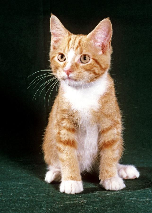 baby orange tabby cat
