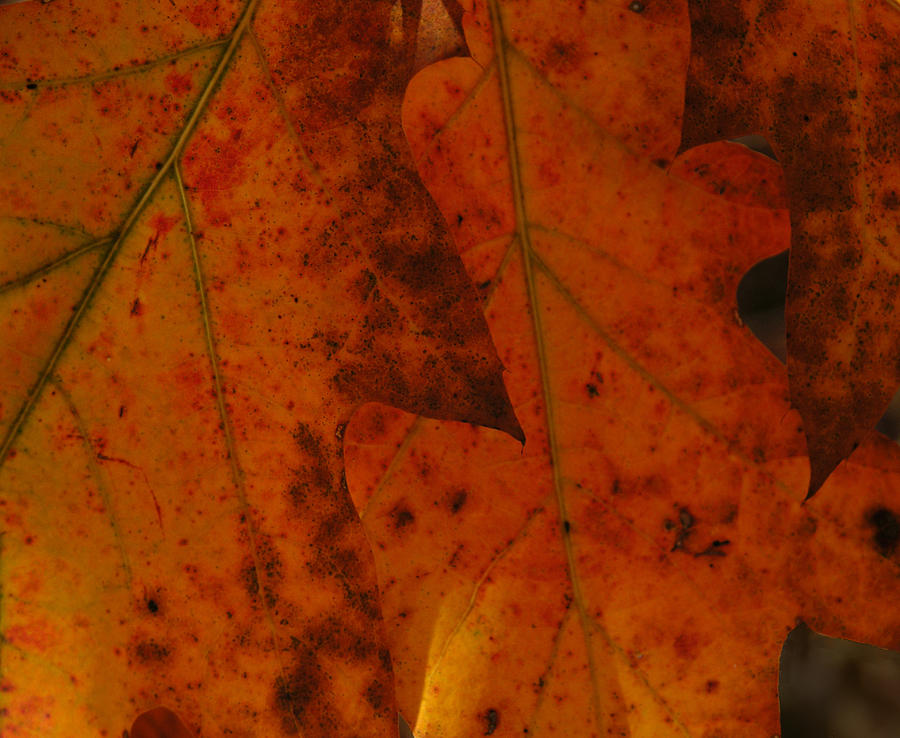 Orange to Red and Back Photograph by Adele Greenfield | Fine Art America